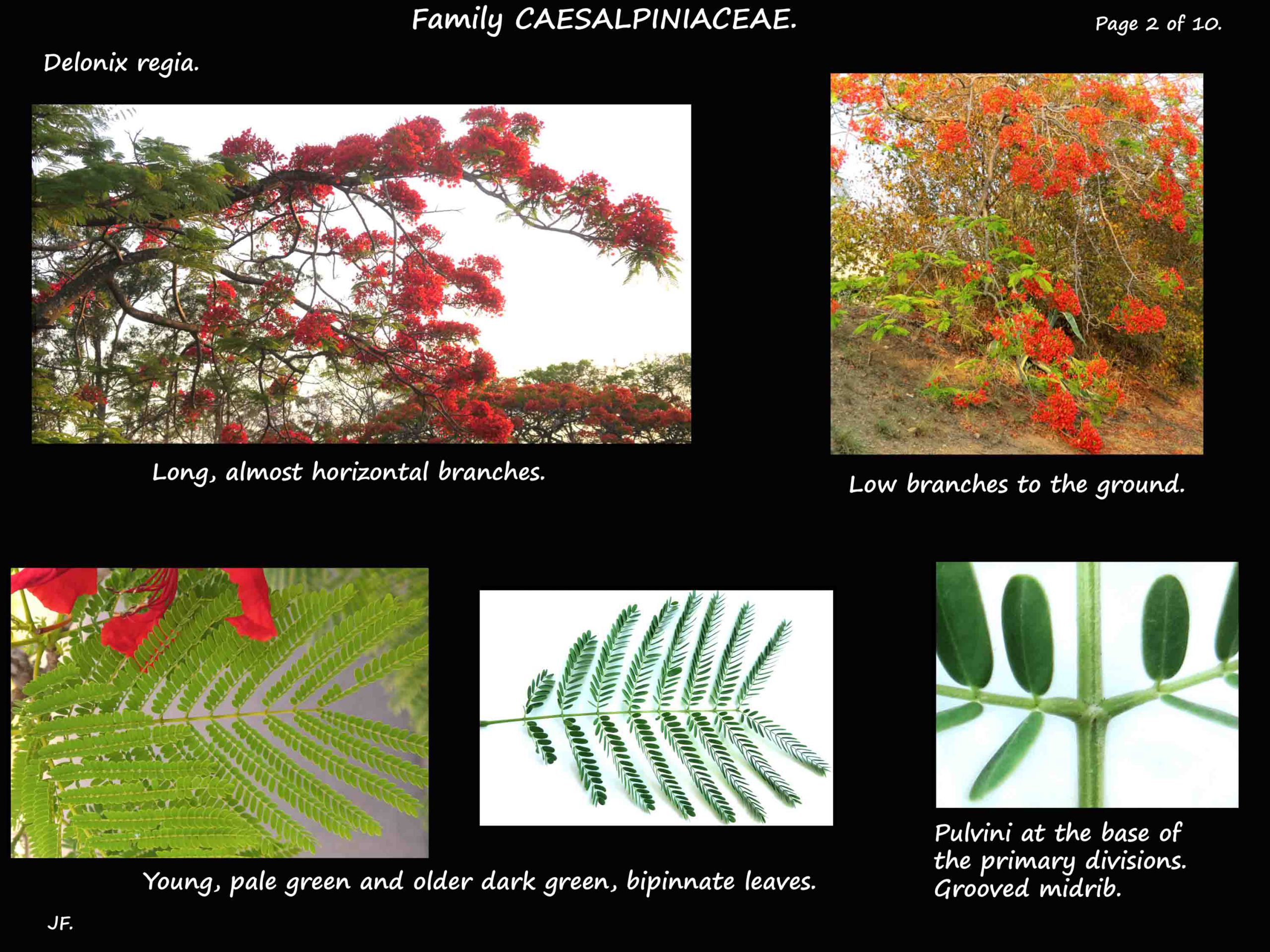 2 Delonix regia leaves